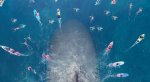 Гигантская акула-убийца против лысины Джейсона Стэйтема на новых кадрах фильма «Мег: Монстр глубины». - Изображение 22