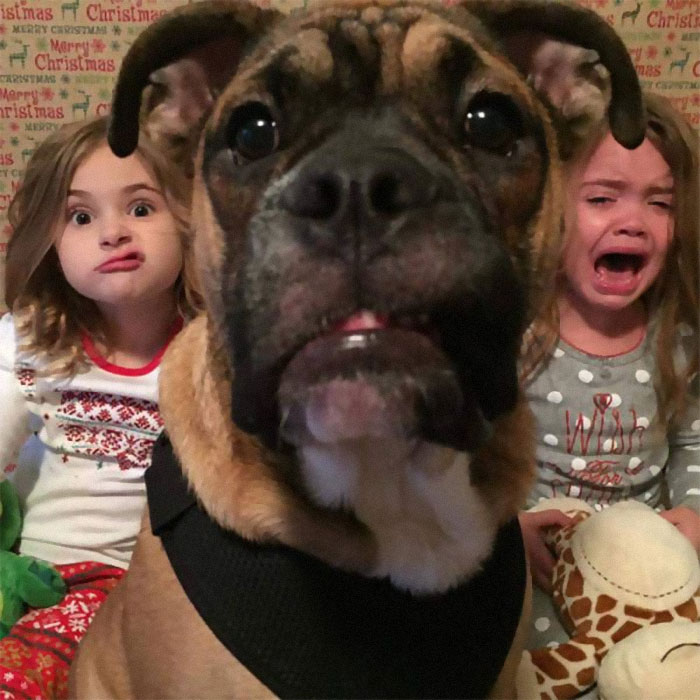 Галерея дурацких рождественских фотографий, которые испортили собаки | Канобу - Изображение 7305